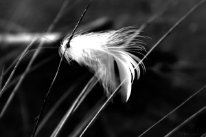 IMGP2430_1_20140510220655088_1